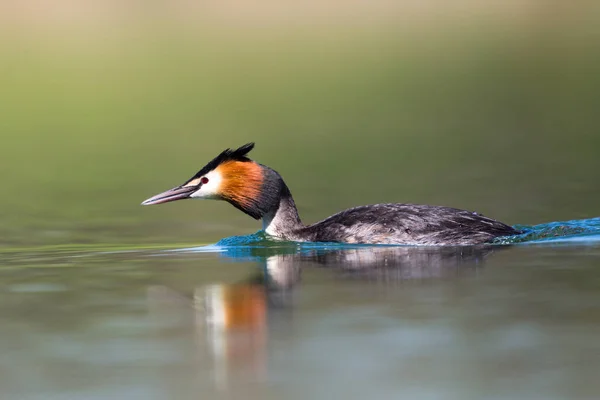 Grande grebe de crista (Podiceps cristatus) natação — Fotografia de Stock