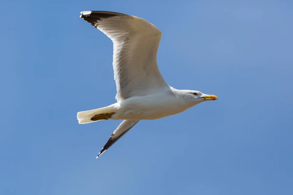 Retrato da gaivota-de-pernas-amarelas (larus michahellis) em voo — Fotografia de Stock