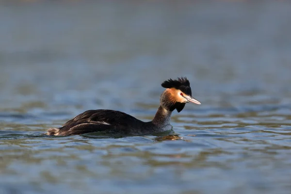 Primer plano gran grebe cresta nadando en el agua a la luz del sol — Foto de Stock