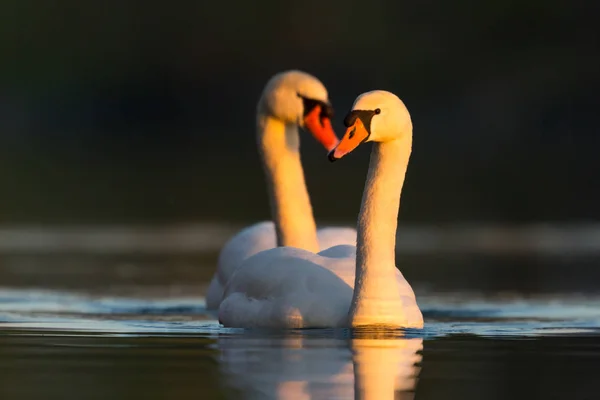 Two mute swans (cygnus olor) swimming in morning sun — Stock Photo, Image