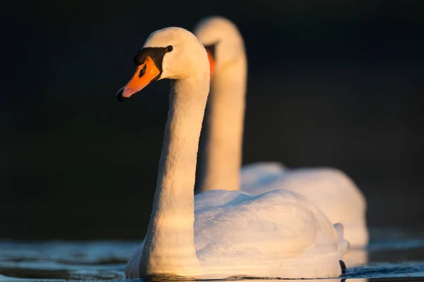 Dos cisnes blancos (cygnus olor) en el sol de la mañana — Foto de Stock