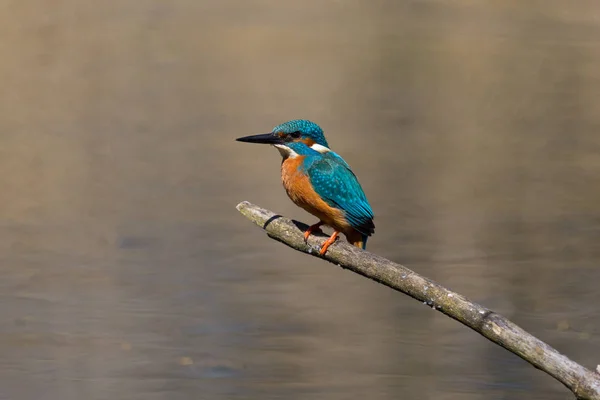 Bunter männlicher Eisvogel (alcedo atthis) sitzt auf einem Ast — Stockfoto