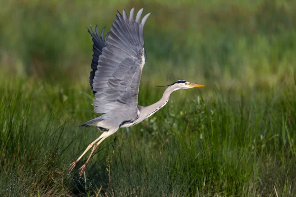 Primer plano retrato garza gris (ardea cinerea ) — Foto de Stock