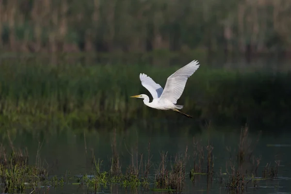büyük beyaz ak balıkçıl (egretta alba) uçuş