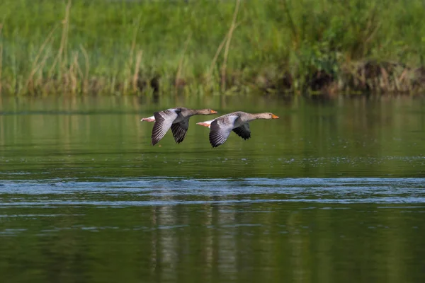 Dois gansos cinzentos (anser anser) voando sobre a superfície de água verde — Fotografia de Stock