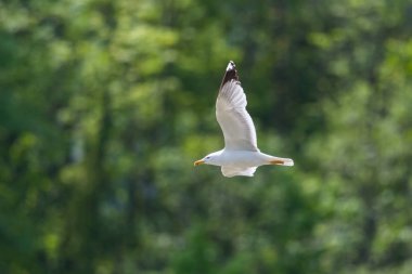 uçuşta sarı bacaklı martı (larus michahellis) portresi