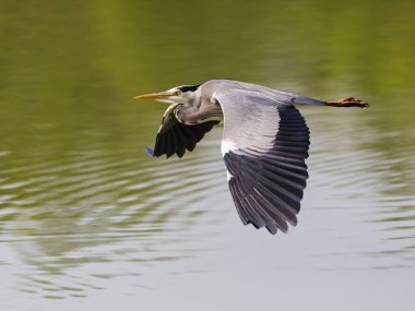 uçuşta gri ot (Ardea cinerea) portresi 