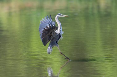 gri ot kuşu portresi (ardea cinerea) iniş