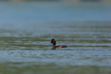 kadın tufted ördek (Aythya fuligula) güneş altında yüzme