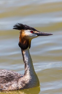 yüzme büyük tepeli grebe (podiceps cristatus) 