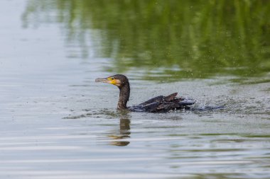 yüzme aynalı büyük karabatak (phalacrocorax karbo) 