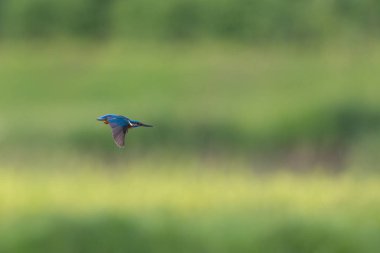 erkek ortak kingfisher (Alcedo atthis) uçuş 