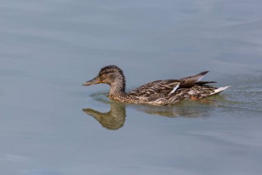 portre dişi yaban ördeği (anas platyrhynchos) yüzme 