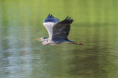 uçuşta gri ot (Ardea cinerea) portresi