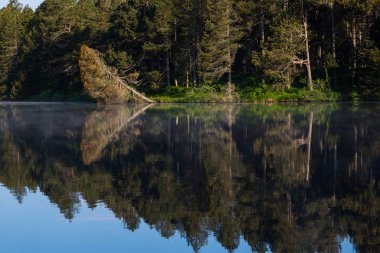 orman güneş ışığında koyu pürüzsüz su yansıyan