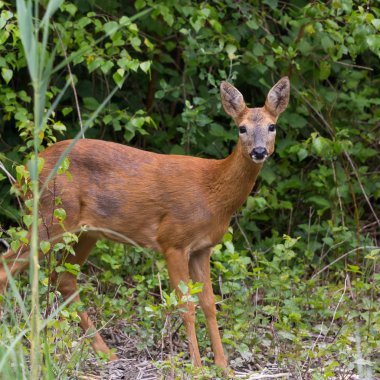 Genç Avrupai batı kıyısı geyiği (capreolus)