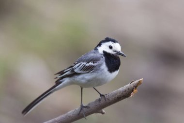 beyaz wagtail portresi (motacilla alba alba)