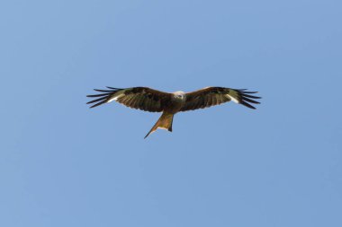 kırmızı uçurtma (milvus milvus) uçuş, mavi gökyüzü, kanatları yaymak