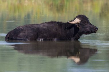 su bufalosu (Bubalus bubalis) suda