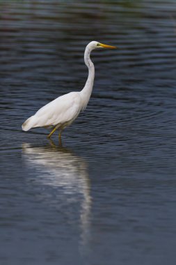 yan görünüm portre büyük beyaz egret (egretta alba) ayakta