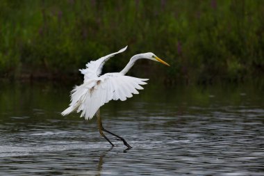 iniş büyük beyaz egret (egretta alba) kanatları yayıldı