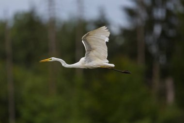 uçuş orman ağaçlarında portre büyük beyaz egret (egretta alba)