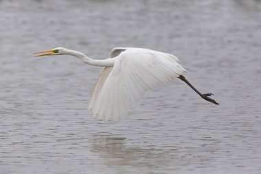 büyük beyaz egret (egretta alba) su yüzeyi üzerinde uçan