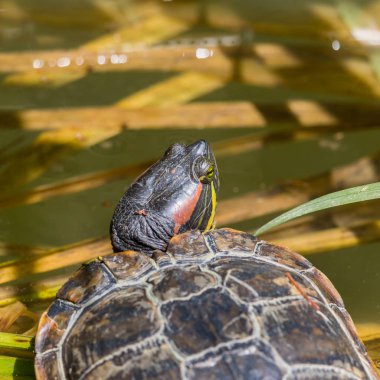 portre kırmızı kulaklı kaplumbağa (tchemys scripta elegans)