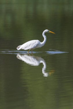 aynalı büyük beyaz egret (egretta alba) yeşil wate ayakta