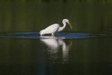 gagası küçük balık ile büyük beyaz egret (egretta alba)