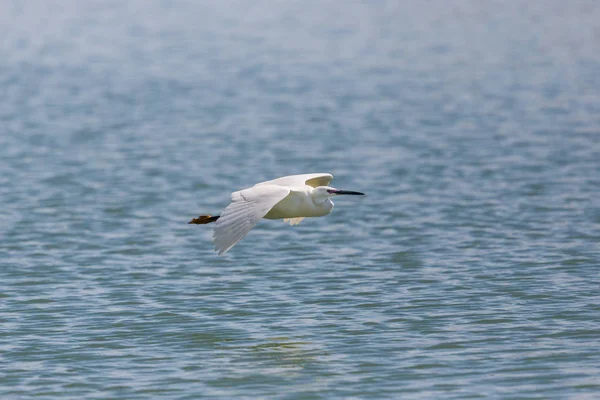 Pequeña garza (egretta garzetta) volando sobre la superficie de agua azul — Foto de Stock