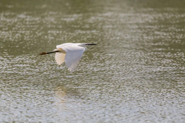 Seidenreiher (Egretta garzetta) fliegt über grüne Wasseroberfläche — Stockfoto