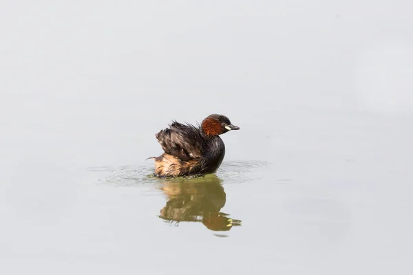 Little grebe (tachybaptus ruficollis) swimming, pluming and spla — Stock Photo, Image