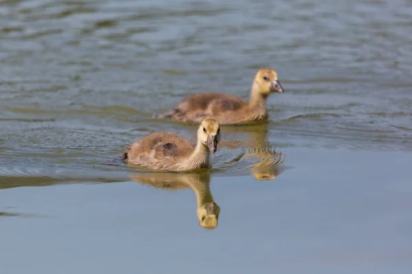 Zwei junge Graugänse (anser anser) schwimmen im blauen Wasser — Stockfoto