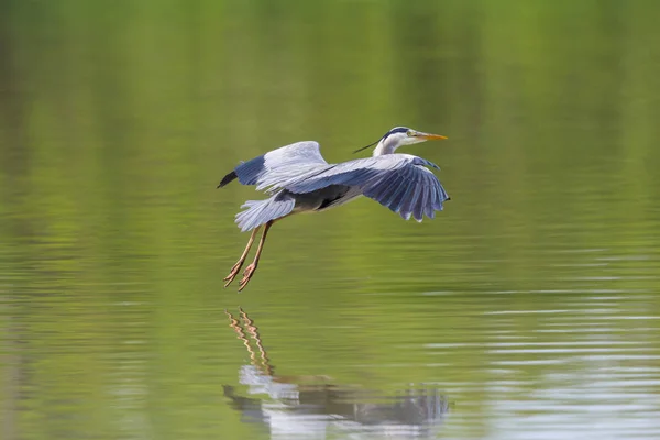 Портрет птаха сірої чаплі (arra cinerea) приземлення на водяний сюрприз — стокове фото