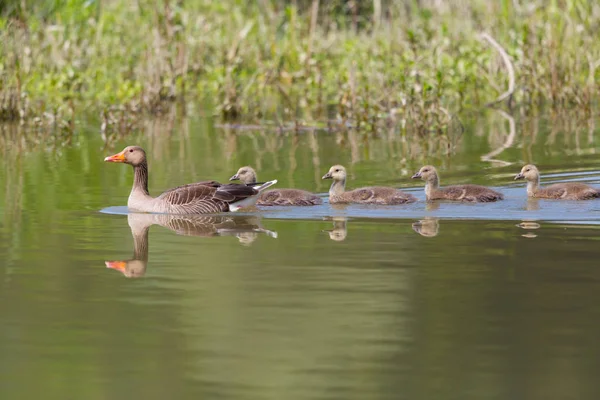 Famiglia di oche grigie (anser anser) con quattro piccoli — Foto Stock