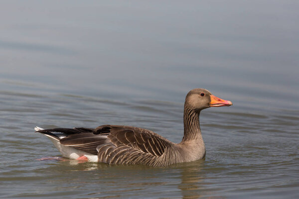 portrait of one gray goose (anser anser) swimming in water