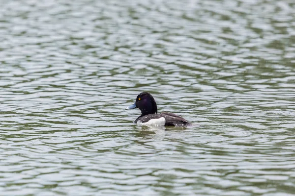 Canard touffu (aythya fuligula) mâle nageant, forme de vague — Photo