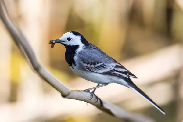 White wagtail (motacilla alba) insects in beak — Stock Photo, Image