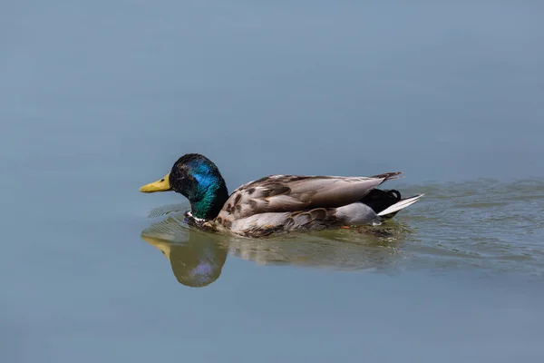 Porträt männliche Stockente (anas platyrhynchos) schwimmend — Stockfoto