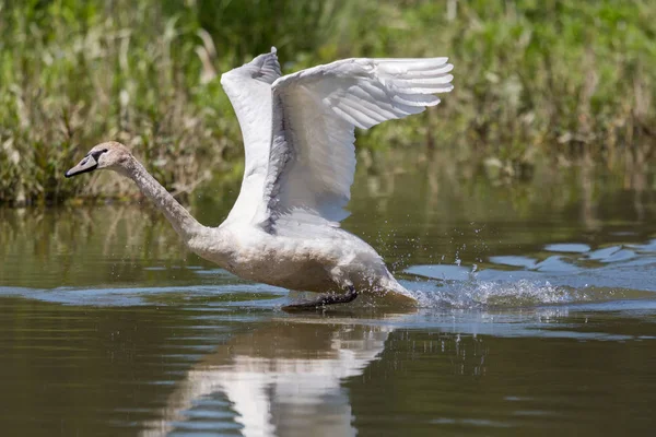 Cisne mudo (Cygnus olor) com asas abertas superfície de água corrente — Fotografia de Stock