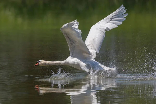 음소거 백조 (Cygnus 올로) 확산 날개 흐르는 물 표면 — 스톡 사진