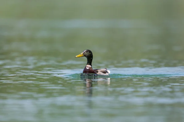 Portrait male mallard duck (anas platyrhynchos) swimming — Stock Photo, Image