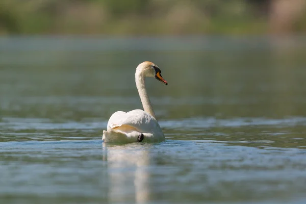 Плавание немой лебедь (Cygnus olor ) — стоковое фото