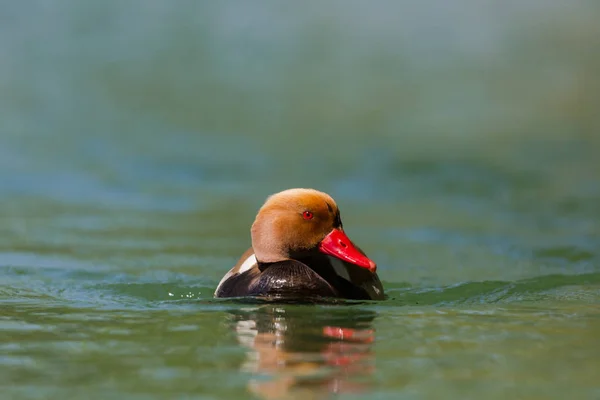 Uros punavihreä pochard (netta rufina) uinti vihreässä vedessä — kuvapankkivalokuva