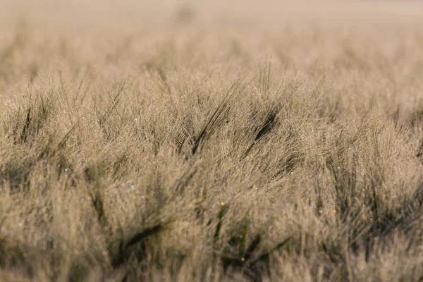 Campo de milho close-up ao sol da manhã com gotas de orvalho — Fotografia de Stock