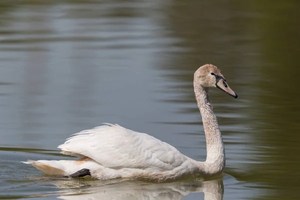 Vista lateral del cisne mudo natural (cygnus olor ) — Foto de Stock