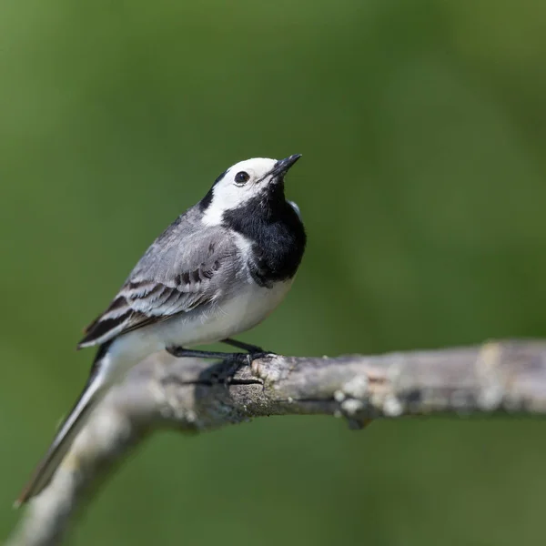 Portrait white wagtail bird (motacilla alba) sitting on branch — Stock Photo, Image