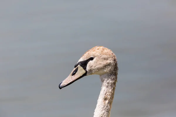 Vista lateral retrato cabeza de cisne mudo (cygnus olor ) — Foto de Stock