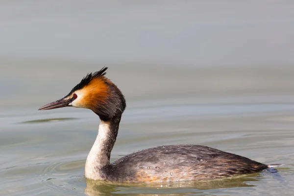 Vista lateral grande grebe crested (podiceps cristatus) natação — Fotografia de Stock